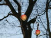 lonely apple