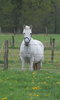 white horse