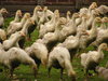 young goose