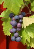 vine