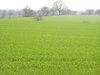 the green of spring