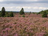 Landscape 2