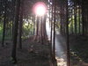 forrest