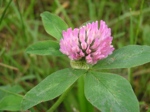 simply clover: simply gorgeous (my opinion)