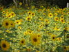 sunflowers