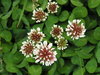 clover