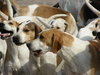 pack of hounds
