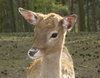 deer-park