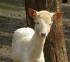 deer-park-5