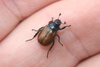 bug