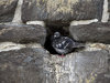 Pigeon hole