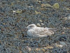 Young Gull
