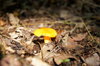 yellow mushroom