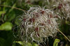 Seedheads