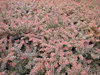 hedge