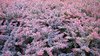 hedge
