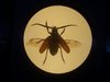 INSECTA
