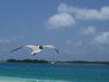 SEAGULLS