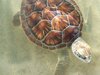 TURTLES