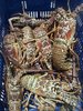 RED LOBSTERS