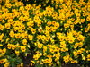 COLOURED FLOWERS
