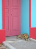 PINK DOOR