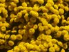 YELLOW FLOWERS