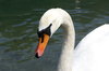 SWANS