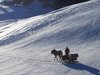 HORSES ON THE SNOW