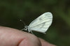 Wood white butterfly