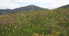Wild flower meadow