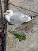 The Gull