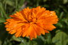 marigold after rain