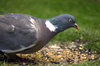 Wood pigeon
