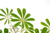 lupin leaves
