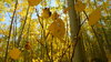 Colorado Aspen