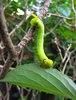 Caterpillar