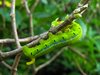 Caterpillar