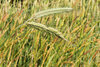 bread wheat