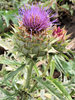 cardoon - cynara cardunculus 2