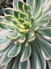 echeveria 2