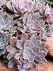 pink echeveria