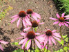 purple coneflower