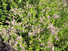 elephant garlic - wild leek