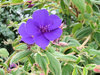 glory bush - tibouchina organe