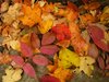 Autumn carpet 1