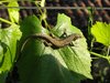 Lizard