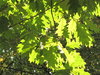 leafs
