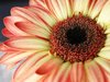 Gerbera