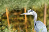 Blue Heron Closeups
